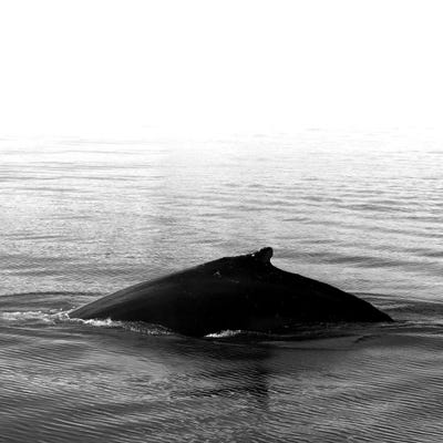 Whale Song III Black Iceland Square by Monika Strigel framed canvas print