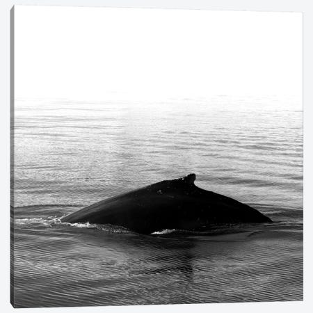 Whale Song III Black Iceland Square Canvas Print #GEL306} by Monika Strigel Canvas Print