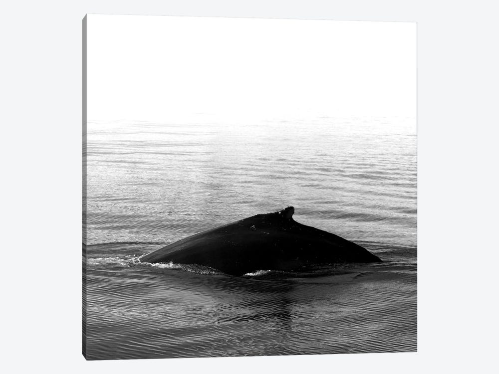 Whale Song III Black Iceland Square by Monika Strigel 1-piece Canvas Art Print