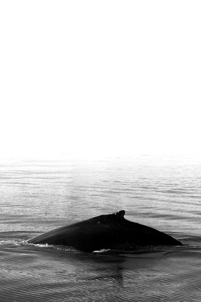 Whale Song III Black Iceland by Monika Strigel framed canvas print