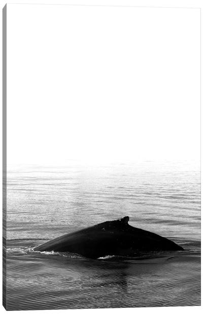 Whale Song III Black Iceland Canvas Art Print - Monika Strigel