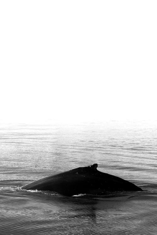 Whale Song III Black Iceland