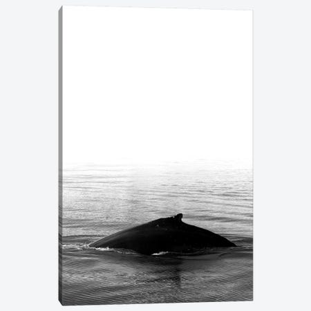 Whale Song III Black Iceland Canvas Print #GEL307} by Monika Strigel Canvas Art Print