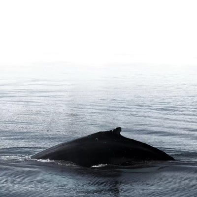 Whale Song III Blue Iceland Square by Monika Strigel framed canvas print