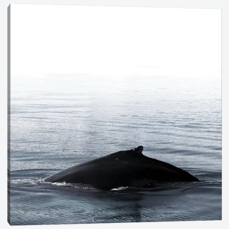 Whale Song III Blue Iceland Square Canvas Print #GEL308} by Monika Strigel Canvas Wall Art