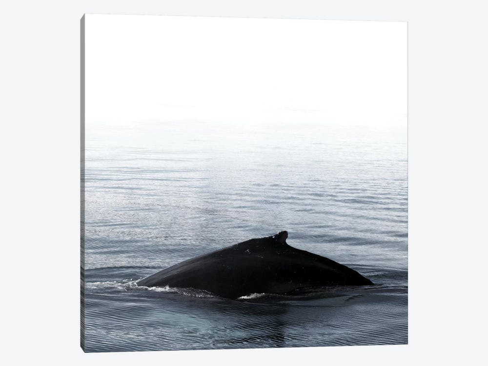 Whale Song III Blue Iceland Square by Monika Strigel 1-piece Canvas Art Print