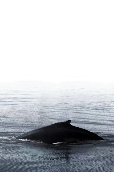 Whale Song III Blue Iceland by Monika Strigel framed canvas print