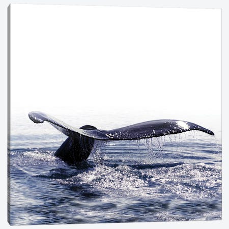 Whale Song Iceland I Square Canvas Print #GEL310} by Monika Strigel Canvas Art Print