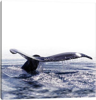 Whale Song Iceland I Square Canvas Art Print - Monika Strigel