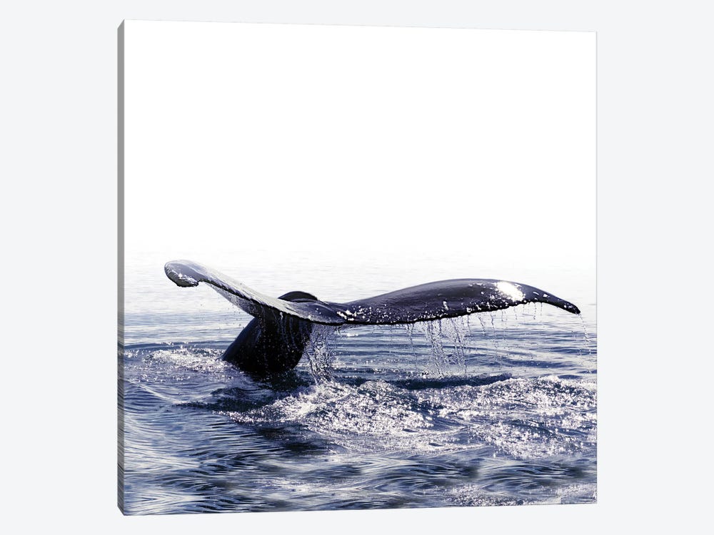 Whale Song Iceland I Square by Monika Strigel 1-piece Canvas Artwork