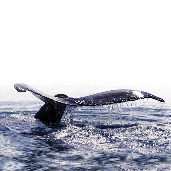 Photography: Whale Song Iceland I Square by Monika Strigel