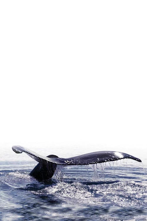 Whale Song Iceland I