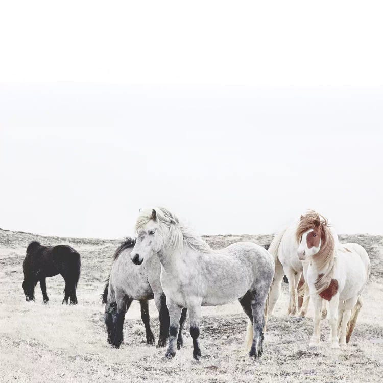 Wild And Free Horses Of Iceland I Square