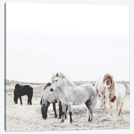 Wild And Free Horses Of Iceland I Square Canvas Print #GEL312} by Monika Strigel Art Print