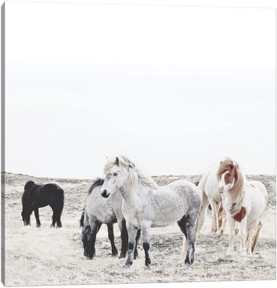 Wild And Free Horses Of Iceland I Square Canvas Art Print - Monika Strigel