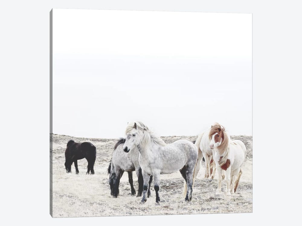Wild And Free Horses Of Iceland I Square by Monika Strigel 1-piece Canvas Wall Art