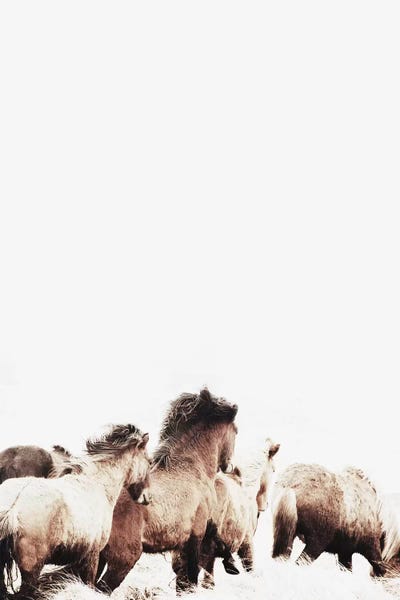 Wild And Free Horses Of Iceland II by Monika Strigel framed canvas print