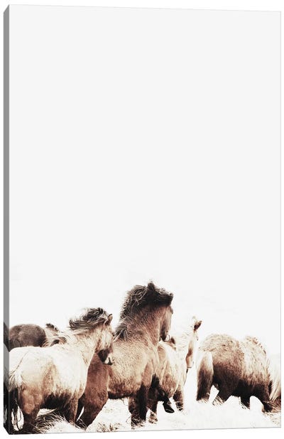 Wild And Free Horses Of Iceland II Canvas Art Print - Monika Strigel