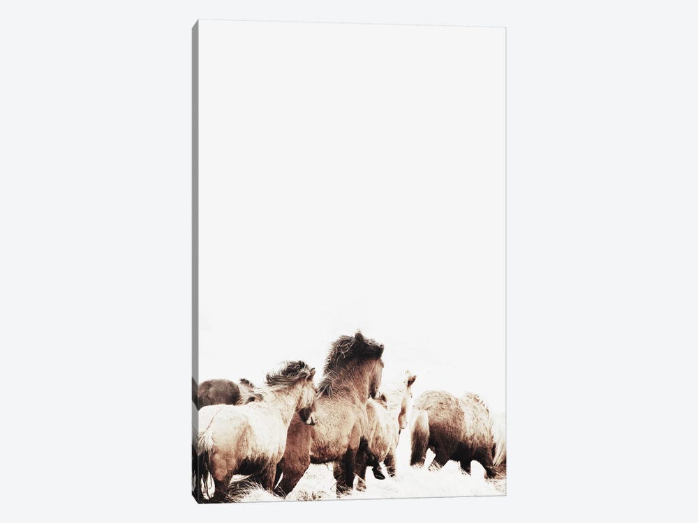 Wild And Free Horses Of Iceland II by Monika Strigel 1-piece Canvas Art Print