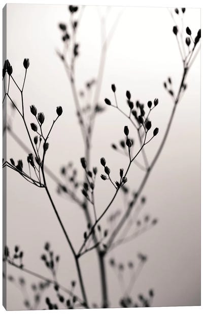 Wildflower Dark Velvet I Canvas Art Print - Tree Close-Up Art