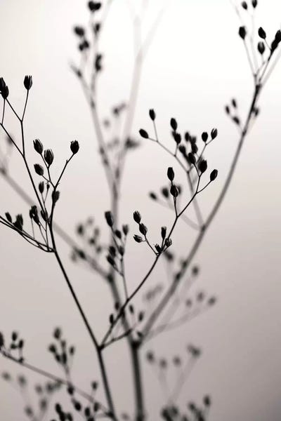 Tree Close-Ups: Wildflower Dark Velvet I by Monika Strigel