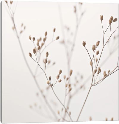 Wildflower Natural Beige I Square Canvas Art Print - Wildflowers
