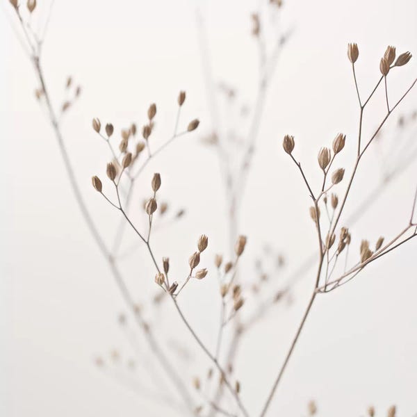 Tree Close-Ups: Wildflower Natural Beige I Square by Monika Strigel