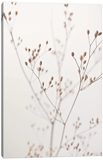 Wildflower Natural Beige I Canvas Art Print - Monika Strigel