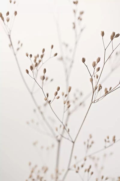 Wildflower Natural Beige I