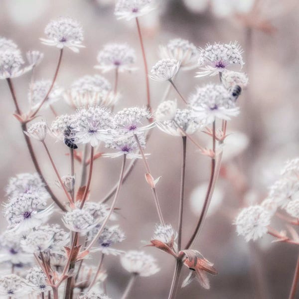 Wildflower Pastel IV Square