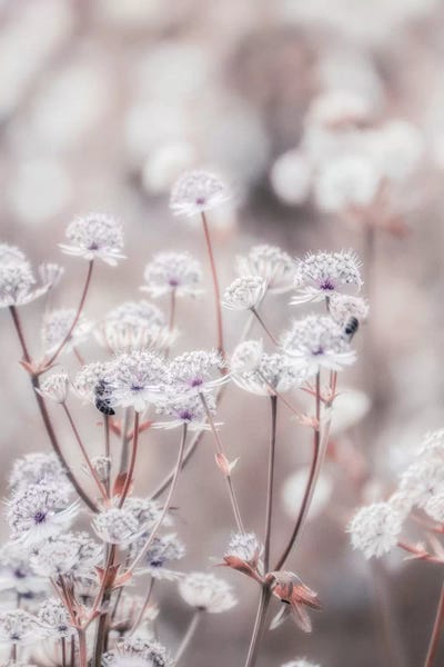 Wildflowers: Wildflower Pastel IV by Monika Strigel