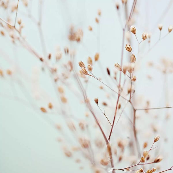 Tree Close-Ups: Wildflowers Square by Monika Strigel