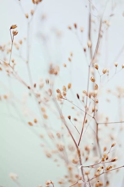Wildflowers: Wildflowers by Monika Strigel
