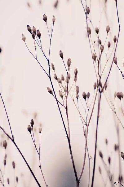 Wildflowers IIIA Beige by Monika Strigel canvas print