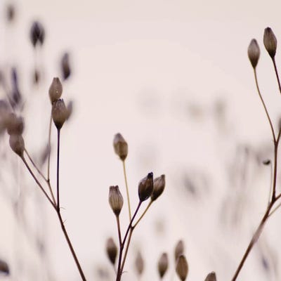 Wildflowers IIIB Beige Square by Monika Strigel framed canvas print