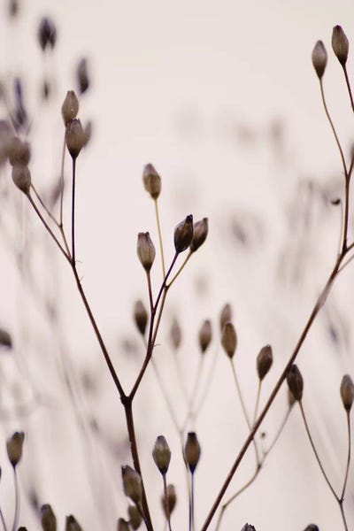 Wildflowers IIIB Beige by Monika Strigel framed canvas print