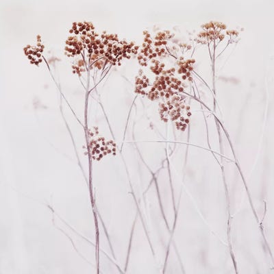 Wildflowers Iceland Square by Monika Strigel framed canvas print