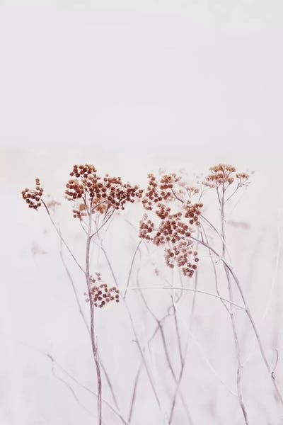 Wildflowers Iceland by Monika Strigel framed canvas print