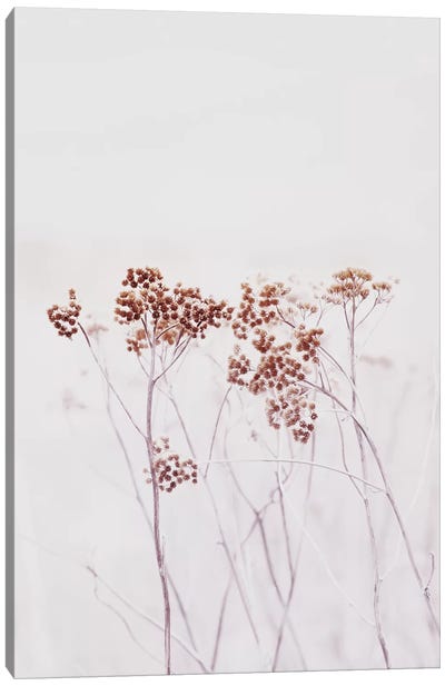 Wildflowers Iceland Canvas Art Print - Monika Strigel