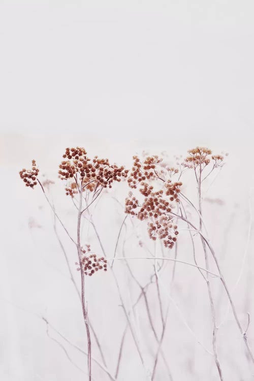 Wildflowers Iceland by Monika Strigel wall art