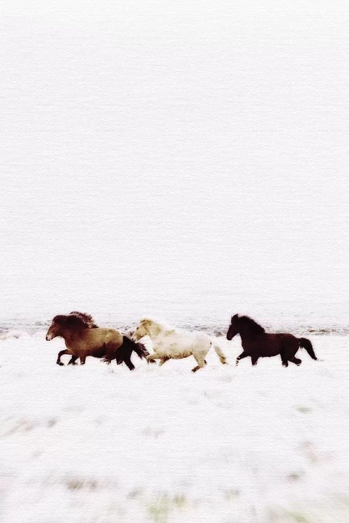 Wild Horses Iceland VIII by Monika Strigel wall art