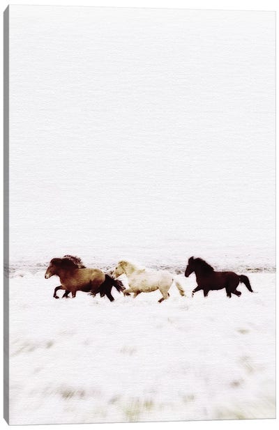 Wild Horses Iceland VIII Canvas Art Print - Monika Strigel
