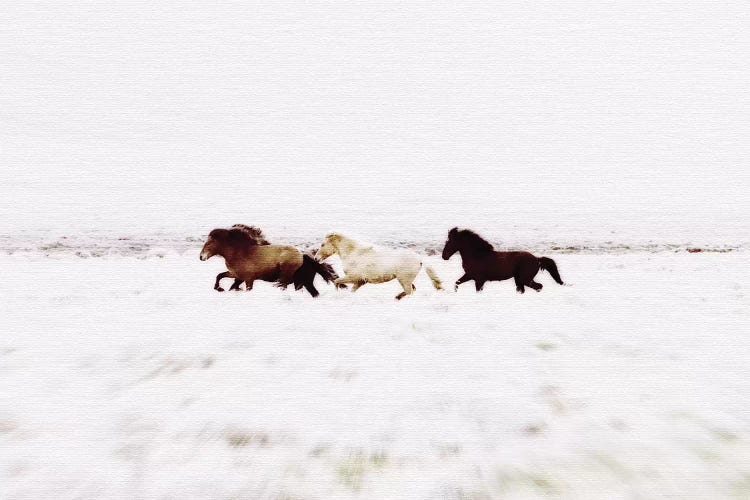 Wild Horses Iceland VIII Landscape