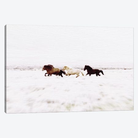 Wild Horses Iceland VIII Landscape Canvas Print #GEL329} by Monika Strigel Canvas Artwork