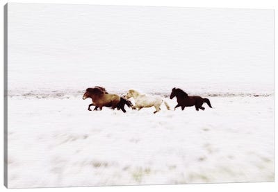 Wild Horses Iceland VIII Landscape Canvas Art Print - Iceland Art