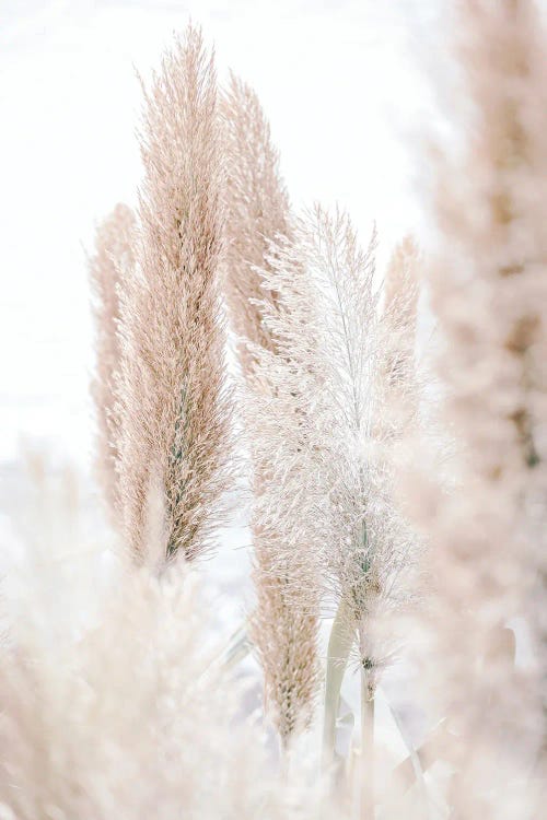 Pampas Reed Madeira