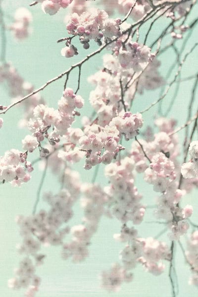 Cherry Blossoms: Happy Spring II by Monika Strigel