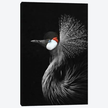 Crowned Crane Canvas Print #GEL48} by Monika Strigel Canvas Print