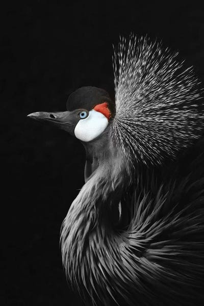 Macro Photography: Crowned Crane by Monika Strigel