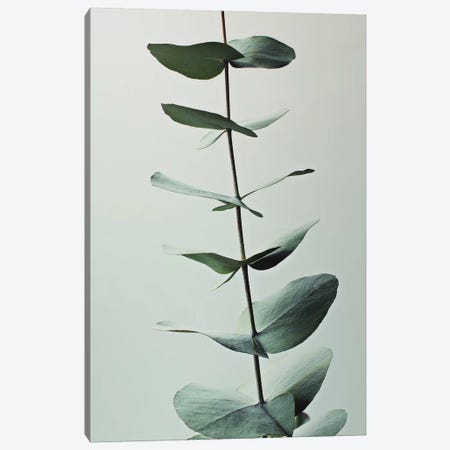Eucalyptus Greenery Canvas Print #GEL49} by Monika Strigel Canvas Print